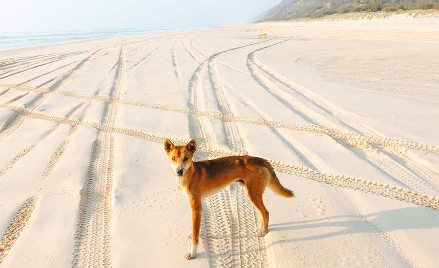 FRASER ISLAND WILDERNESS