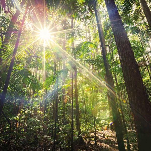 A Day in a Life of Fraser island